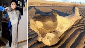 עצם הממותה שנמצאה, צילום: KTUU